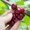 Combination Cherry Tree (5 Varieties) 1 Combination Cherry Tree (5 Varieties) -Raintree Nursery shutterstock 105168959 5d084631 6e6c 4241 80ba 5afb92f1e4f1 1