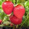 Chandler Strawberry 1 Chandler Strawberry -Raintree Nursery shutterstock 106144412 1 1