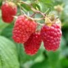 Excellent Everbearing Raspberry Bundle (6 Plants) -Raintree Nursery shutterstock 106618970 1 67027219 0733 47b3 82f8 fe42c025e1cc