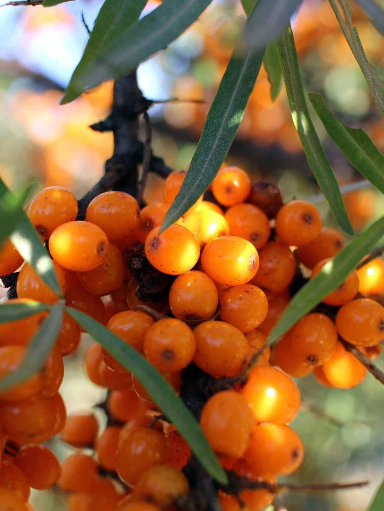 Leikora Seaberry 3 Leikora Seaberry