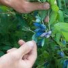 Blue Pacific™ Honeyberry -Raintree Nursery shutterstock 1126745747 1