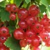 Gloire De Sablons Pink Currant -Raintree Nursery shutterstock 1130805380 1