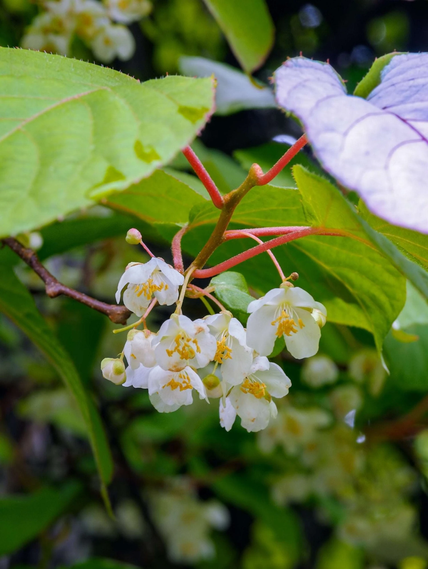Male Hardy Kiwi 3 Male Hardy Kiwi