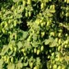 Willamette Hops 2 Willamette Hops -Raintree Nursery shutterstock 113807377 1 1