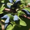 Blue Hokkaido™ Honeyberry -Raintree Nursery shutterstock 1172278570 1