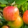 Tompkins King Apple Tree 1 Tompkins King Apple Tree -Raintree Nursery shutterstock 1175334706 1 1