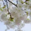 Mt. Fuji Flowering Cherry 1 Mt. Fuji Flowering Cherry -Raintree Nursery shutterstock 1372338206 1 1