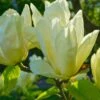 Elizabeth Magnolia -Raintree Nursery shutterstock 1383157025 1
