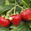 Shuksan Strawberry -Raintree Nursery shutterstock 142693846 1 1