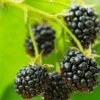 Cascade Trailing Blackberry -Raintree Nursery shutterstock 150412592 1