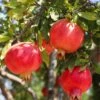 Crimson Sky™ Pomegranate -Raintree Nursery shutterstock 1504269788 1