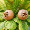 Monstrueuse De Evreinoff Medlar -Raintree Nursery shutterstock 1512848324 1