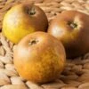 Egremont Russet Apple -Raintree Nursery shutterstock 1548607520 1 1