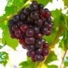 Reliance Grape 2 Reliance Grape -Raintree Nursery shutterstock 1591732633 1