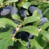 Berry Blue Honeyberry 1 Berry Blue Honeyberry -Raintree Nursery shutterstock 1601116879 1