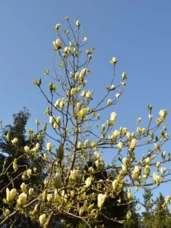 Elizabeth Magnolia -Raintree Nursery shutterstock 1652025922 2