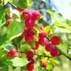 Dolgo Crabapple -Raintree Nursery shutterstock 1664375074 1 1