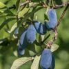 Blue Bird Honeyberry 1 Blue Bird Honeyberry -Raintree Nursery shutterstock 1665935902 1