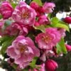 Pink Cloud Crabapple -Raintree Nursery shutterstock 1689034981 1