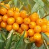 Orange Glow™ Seaberry -Raintree Nursery shutterstock 16919620 1