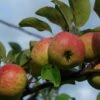 Rubinette Apple -Raintree Nursery shutterstock 1700562049 1 1