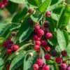 Autumn Brilliance Serviceberry -Raintree Nursery shutterstock 1703021887 1 1