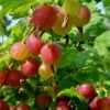 Welcome Gooseberry -Raintree Nursery shutterstock 1816053620 1