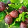 Glenndale Gooseberry -Raintree Nursery shutterstock 196918937 1