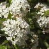Alpha Burkwood Viburnum 1 Alpha Burkwood Viburnum -Raintree Nursery shutterstock 1974574043 1