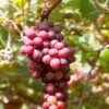 Flame Seedless Grape -Raintree Nursery shutterstock 2104746380 1