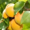 Gold Kist Apricot -Raintree Nursery shutterstock 298548980 1