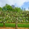 2 Tier Apple Espalier Combo Tree (2 Varieties) -Raintree Nursery shutterstock 310804814 1 3