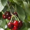 Carmine Jewel Cherry 1 Carmine Jewel Cherry -Raintree Nursery shutterstock 34094560 1