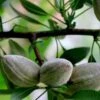 Oracle Almond™ -Raintree Nursery shutterstock 353378804 1