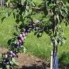 Prune D'Ente 707 European Plum -Raintree Nursery shutterstock 35830549 1 1