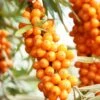 Orange Energy® Seaberry -Raintree Nursery shutterstock 38135257 1 1