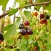 Missouri Giant Currant -Raintree Nursery shutterstock 408793888Optimized 1