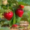 Sweet Sunrise Strawberry 2 Sweet Sunrise Strawberry -Raintree Nursery shutterstock 430640533 1