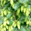 Tettnang Hops -Raintree Nursery shutterstock 458723932 1