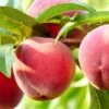 Nanaimo™ Peach -Raintree Nursery shutterstock 461362930 bb8408d5 b691 461e b9de bba76d983cfd 1