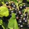 Hill's Kiev Select Black Currant -Raintree Nursery shutterstock 49326529 1