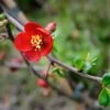 Crimson And Gold Flowering Quince 2 Crimson And Gold Flowering Quince -Raintree Nursery shutterstock 49849171 1