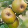 Ashmead's Kernel Apple 2 Ashmead's Kernel Apple -Raintree Nursery shutterstock 511724 2 1