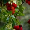 Marina Strawberry Tree -Raintree Nursery shutterstock 518191315 1