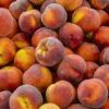 Contender Peach -Raintree Nursery shutterstock 592176266 355a588d 42e8 4048 915e 40e388c01a97 1 1