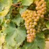 Sauvignon Blanc Grape 1 Sauvignon Blanc Grape -Raintree Nursery shutterstock 609197756 1
