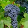 Merlot Grape -Raintree Nursery shutterstock 62800459 1