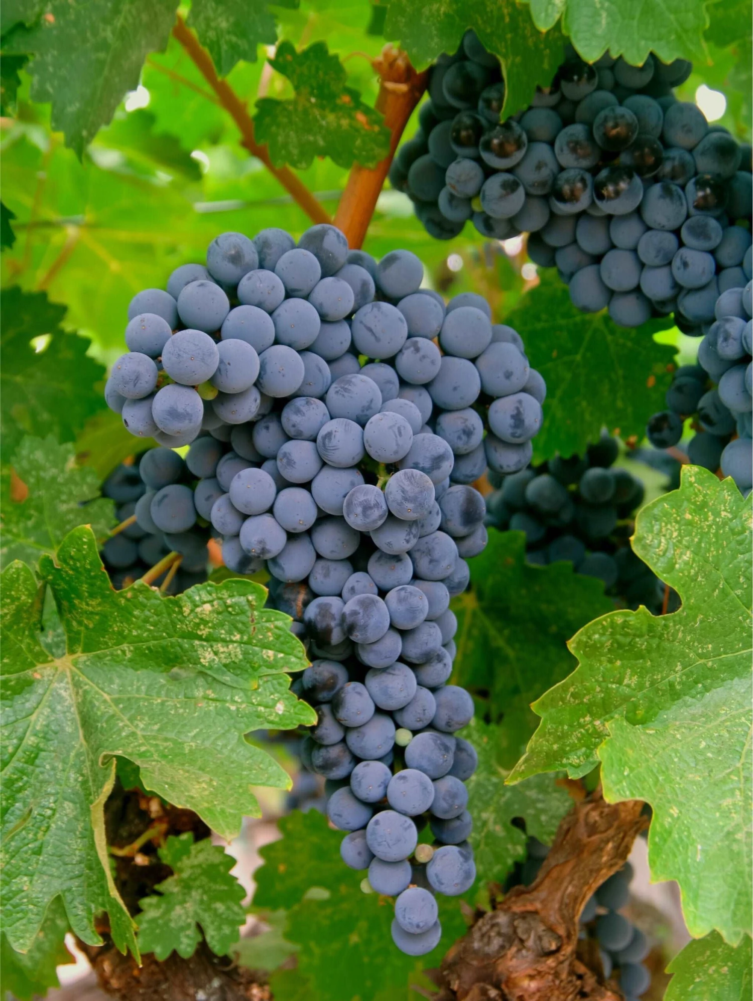 Merlot Grape 3 Merlot Grape