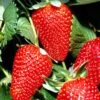 San Andreas Strawberry -Raintree Nursery shutterstock 69482989 1