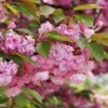 Kwanzan Flowering Cherry -Raintree Nursery shutterstock 70266937 kwanzan blossoms 2 1